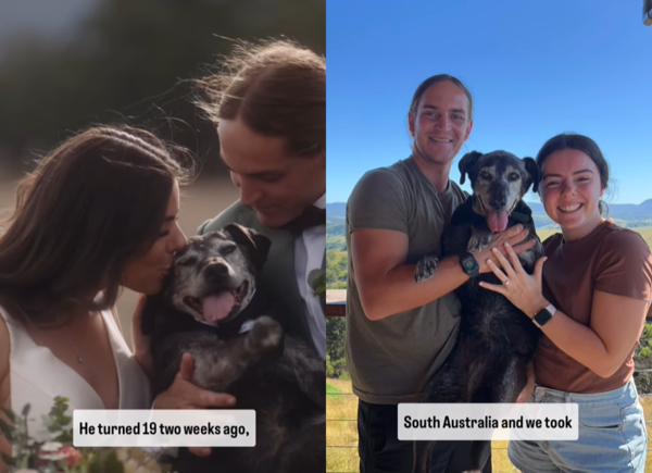 愛犬參加完婚禮離世。（圖／翻攝自IG@jamierossweddings）