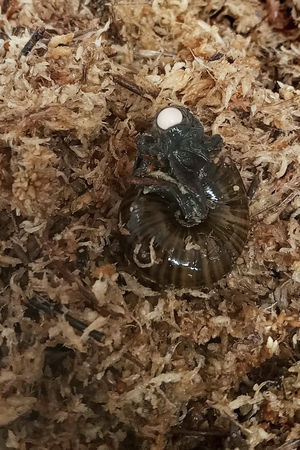 ▲▼ 紐西蘭大型罕見肉食性蝸牛「奧古斯塔蝸牛」（Powelliphanta augusta或稱Mount Augustus snail）。（圖／達志影像／美聯社）