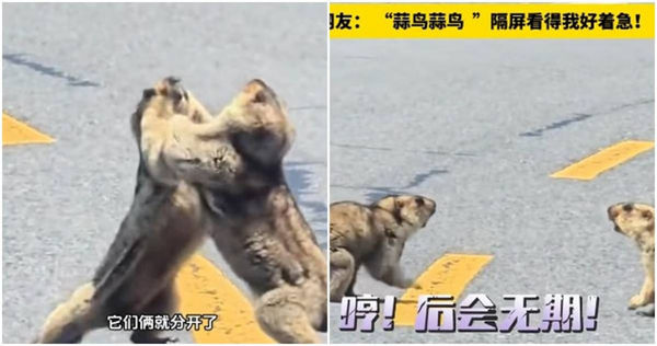 土撥鼠在路上打架。（圖／翻攝微博）