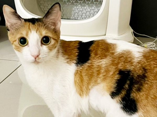 花花使用再生醫學恢復活力。（圖／慈愛動物醫院提供）