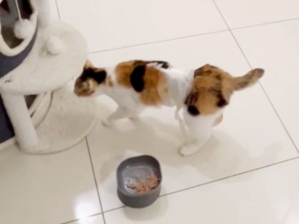 花花使用再生醫學恢復活力。（圖／慈愛動物醫院提供）