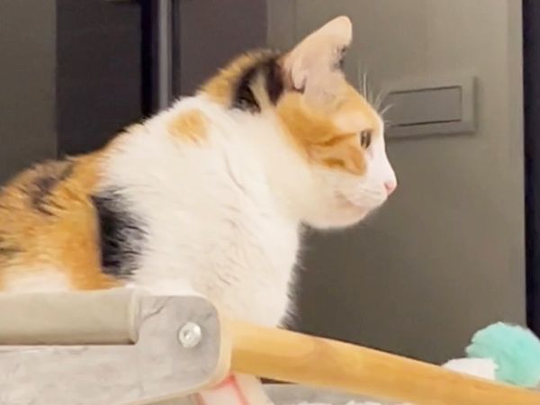 花花使用再生醫學恢復活力。（圖／慈愛動物醫院提供）