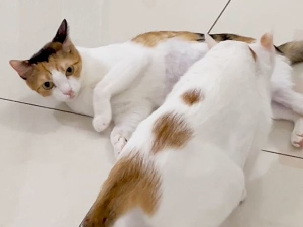 花花使用再生醫學恢復活力。（圖／慈愛動物醫院提供）