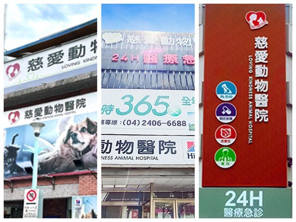 花花使用再生醫學恢復活力。（圖／慈愛動物醫院提供）