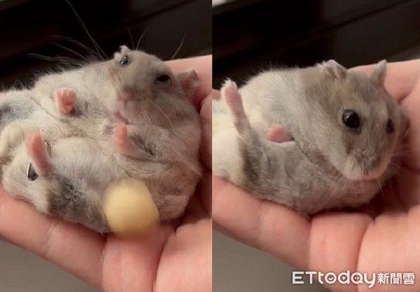 ▲鼠鼠爽磕堅果手滑　瞳孔「瞬間放大」小手搶救但趕不上。（圖／圖／Threads@eat_uguo提供，請勿隨意翻拍，以免侵權。）