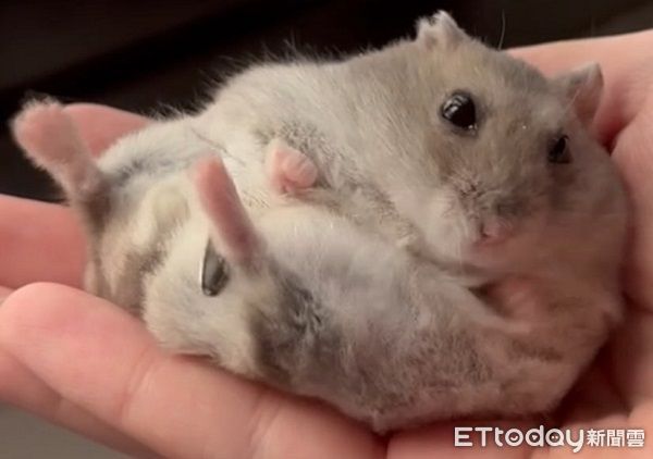 ▲鼠鼠爽磕堅果手滑　瞳孔「瞬間放大」小手搶救但趕不上。（圖／圖／Threads@eat_uguo提供，請勿隨意翻拍，以免侵權。）