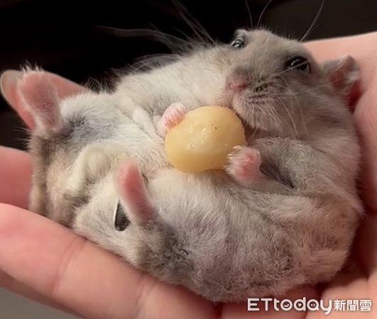 ▲鼠鼠爽磕堅果手滑　瞳孔「瞬間放大」小手搶救但趕不上。（圖／圖／Threads@eat_uguo提供，請勿隨意翻拍，以免侵權。）