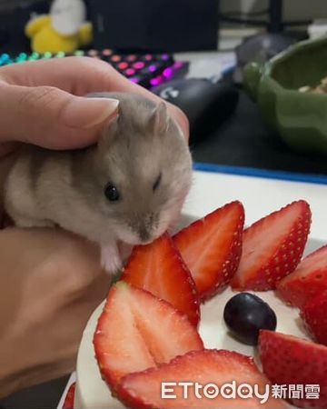 ▲鼠鼠爽磕堅果手滑　瞳孔「瞬間放大」小手搶救但趕不上。（圖／圖／Threads@eat_uguo提供，請勿隨意翻拍，以免侵權。）