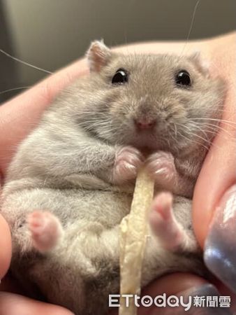 ▲鼠鼠爽磕堅果手滑　瞳孔「瞬間放大」小手搶救但趕不上。（圖／圖／Threads@eat_uguo提供，請勿隨意翻拍，以免侵權。）