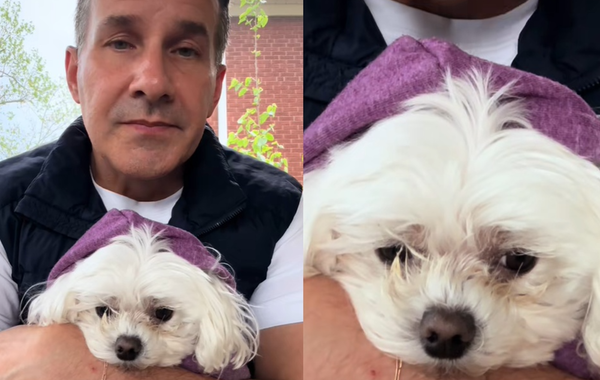 主人要求安樂死小狗　「善良獸醫拒絕」8年後現況曝：最棒決定。（圖／翻攝自TikTok／dr.mattmcglasson）