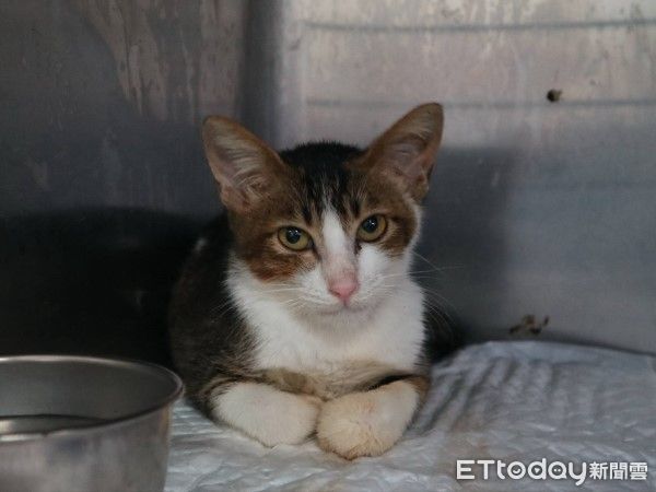 ▲新店虎斑浪貓車禍險喪命！　術後恢復良好已被收編：黏人愛撒嬌（圖／新北市政府動物保護防疫處提供，請勿隨意翻拍，以免侵權。）
