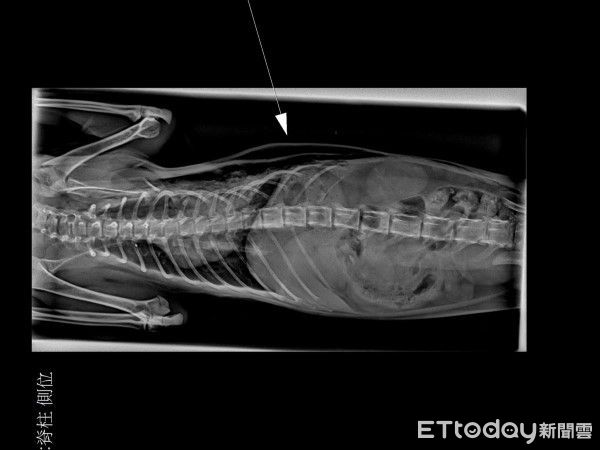 ▲新店虎斑浪貓車禍險喪命！　術後恢復良好已被收編：黏人愛撒嬌（圖／新北市政府動物保護防疫處提供，請勿隨意翻拍，以免侵權。）