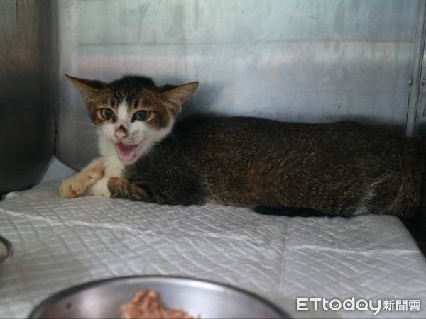 ▲新店虎斑浪貓車禍險喪命！　術後恢復良好已被收編：黏人愛撒嬌（圖／新北市政府動物保護防疫處提供，請勿隨意翻拍，以免侵權。）