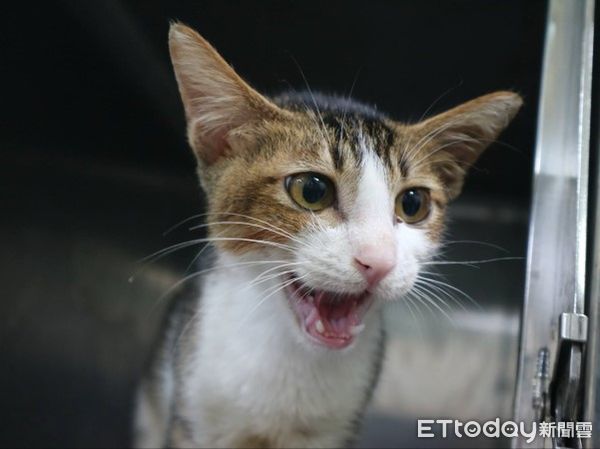 ▲新店虎斑浪貓車禍險喪命！　術後恢復良好已被收編：黏人愛撒嬌（圖／新北市政府動物保護防疫處提供，請勿隨意翻拍，以免侵權。）
