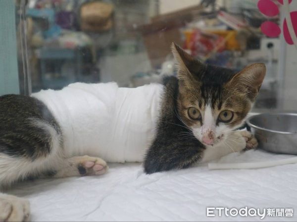 ▲新店虎斑浪貓車禍險喪命！　術後恢復良好已被收編：黏人愛撒嬌（圖／新北市政府動物保護防疫處提供，請勿隨意翻拍，以免侵權。）