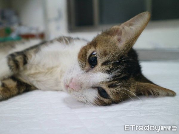 ▲新店虎斑浪貓車禍險喪命！　術後恢復良好已被收編：黏人愛撒嬌（圖／新北市政府動物保護防疫處提供，請勿隨意翻拍，以免侵權。）