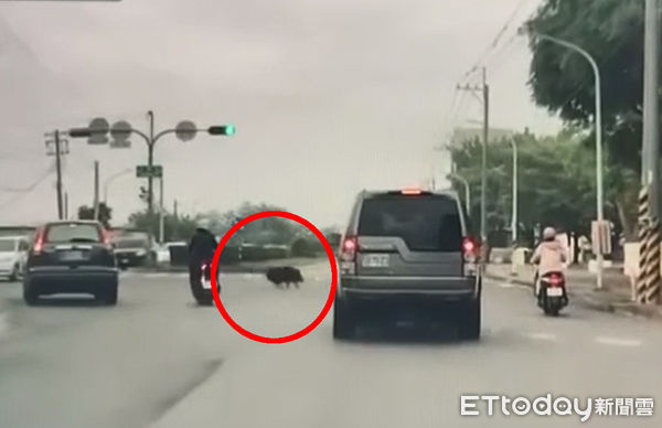 ▲▼有民眾載小孩上學途中，驚見黑色豬隻闖紅燈外，還衝入校園內。（圖／翻攝臉書湖內人大小事）