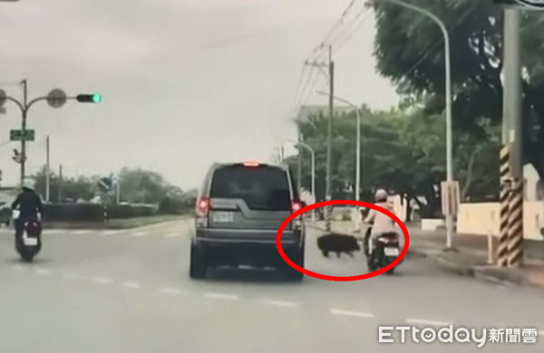 ▲▼有民眾載小孩上學途中，驚見黑色豬隻闖紅燈外，還衝入校園內。（圖／翻攝臉書湖內人大小事）
