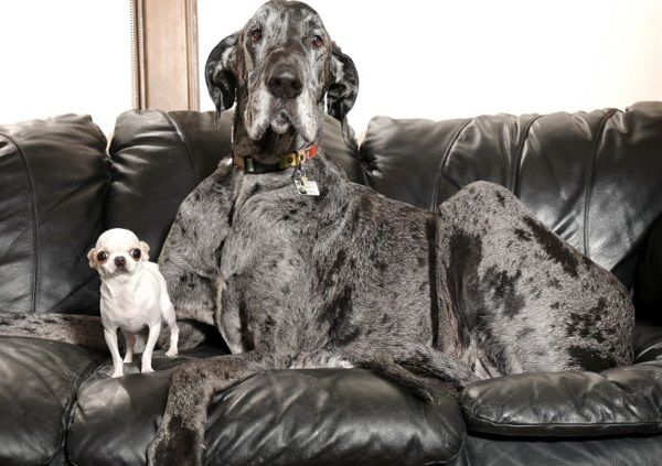 ▲世界紀錄「最大與最小狗」碰面　兩天變好朋友草地玩耍。（圖／翻攝自金氏世界紀錄官網）