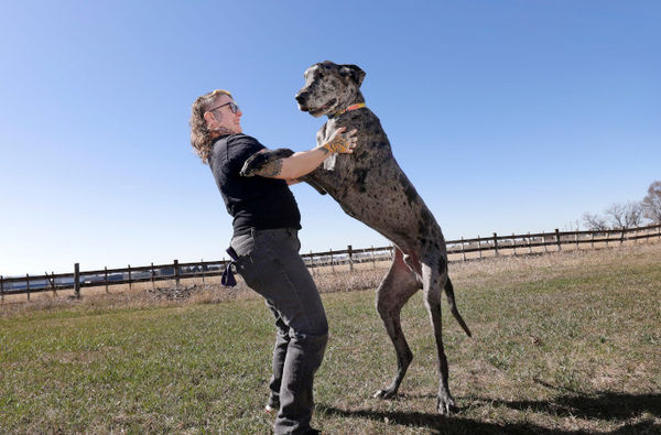 ▲世界紀錄「最大與最小狗」碰面　兩天變好朋友草地玩耍。（圖／翻攝自金氏世界紀錄官網）