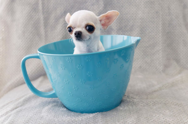 ▲世界紀錄「最大與最小狗」碰面　兩天變好朋友草地玩耍。（圖／翻攝自金氏世界紀錄官網）