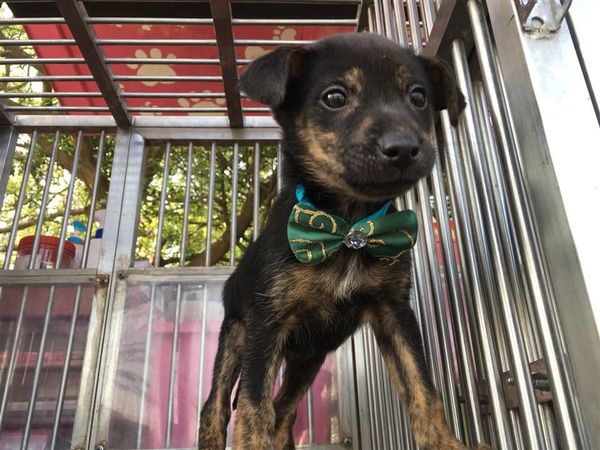 ▲田中馬拉松 × 東森寵物「為愛而跑」　募集30萬糧食給浪浪。（圖／彰化防疫所提供）