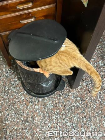 ▲貪吃貓打針爆痛狂喵　猛舔肉泥「邊罵邊吃」身體非常誠實。（圖／Threads@guapi_meowww提供）