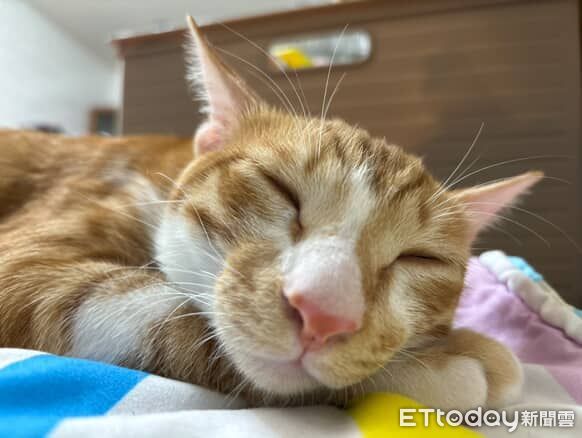 ▲貪吃貓打針爆痛狂喵　猛舔肉泥「邊罵邊吃」身體非常誠實。（圖／Threads@guapi_meowww提供）