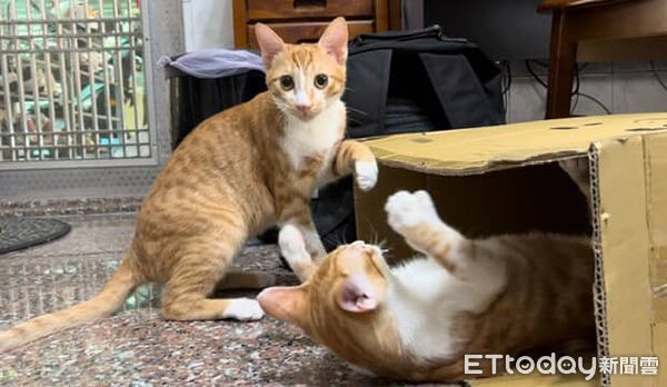 ▲貪吃貓打針爆痛狂喵　猛舔肉泥「邊罵邊吃」身體非常誠實。（圖／Threads@guapi_meowww提供）