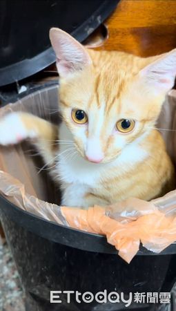 ▲貪吃貓打針爆痛狂喵　猛舔肉泥「邊罵邊吃」身體非常誠實。（圖／Threads@guapi_meowww提供）