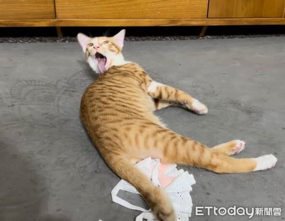 ▲貪吃貓打針爆痛狂喵　猛舔肉泥「邊罵邊吃」身體非常誠實。（圖／Threads@guapi_meowww提供）