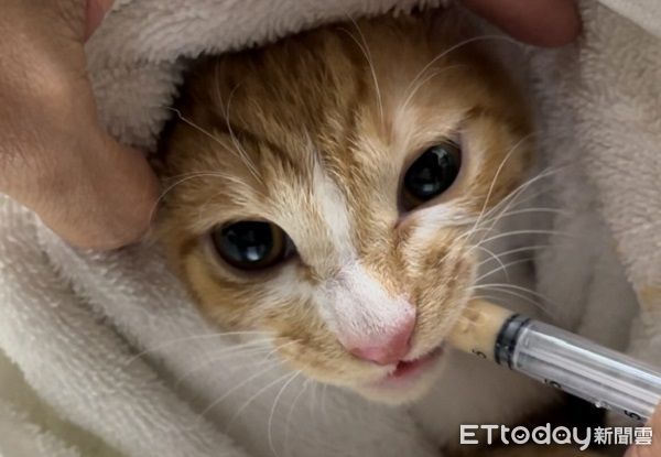 ▲貪吃貓打針爆痛狂喵　猛舔肉泥「邊罵邊吃」身體非常誠實。（圖／Threads@guapi_meowww提供）