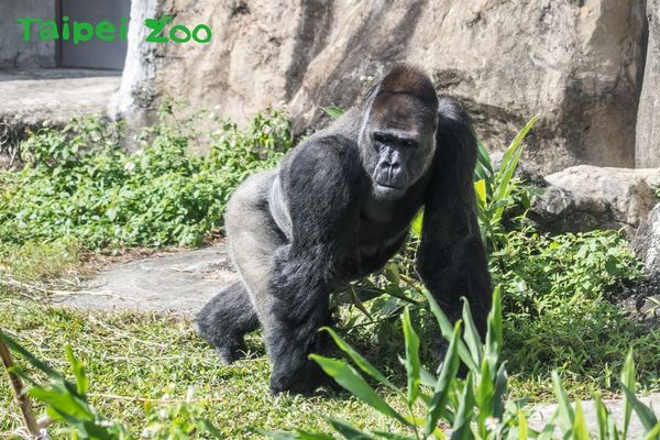 金剛猩猩寶寶。（圖／台北市立動物園提供／資料照片）