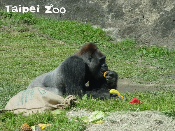金剛猩猩寶寶。（圖／台北市立動物園提供／資料照片）