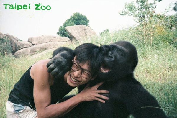 金剛猩猩寶寶。（圖／台北市立動物園提供／資料照片）