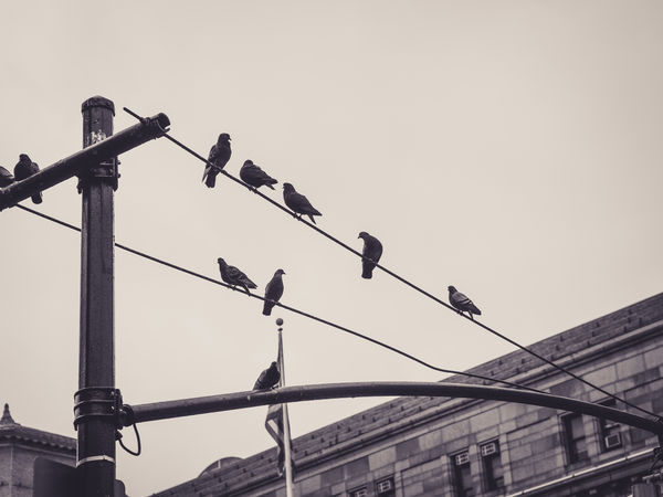 ▲▼鳥,電線桿。（示意圖／達志影像）