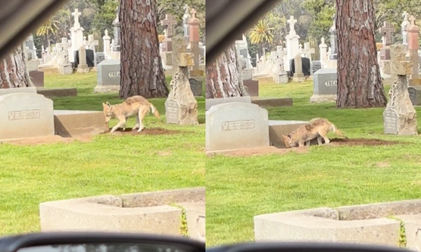 女幫媽掃墓拍到「郊狼詭異挖墳」畫面　驚嚇：肚子餓了嗎。（圖／翻攝自Reddit）