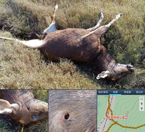 ▲▼奇萊山「山獸神」疑遭獵殺！鹿茸消失斷面處整齊　山友見屍氣炸。（圖／翻攝靠北登山大小事）