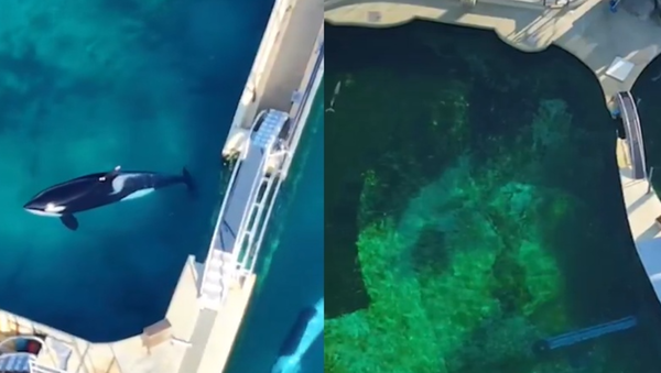 水族館已關閉4個月　虎鯨與海豚被遺棄在「腐爛池」中自生自滅。（圖／翻攝自X）