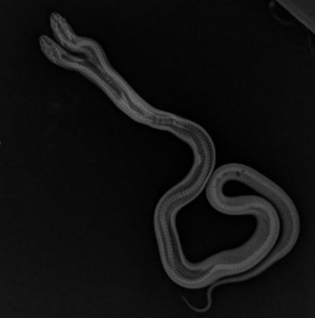 ▲美國寵物店孵出「黑白雙頭蛇」　機率10萬分之一堪稱奇蹟。（圖／翻攝自Instagram／@theeastbayvivarium）