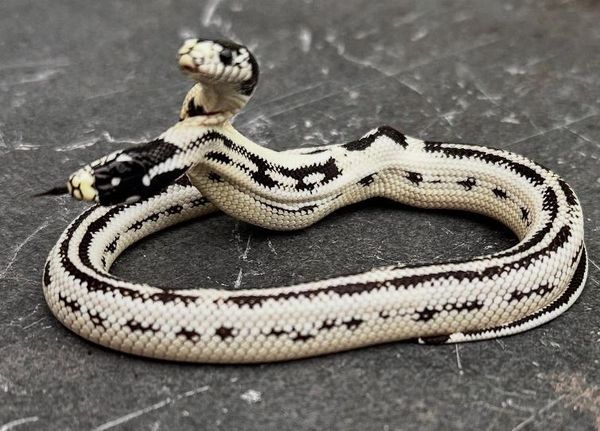 ▲美國寵物店孵出「黑白雙頭蛇」　機率10萬分之一堪稱奇蹟。（圖／翻攝自Instagram／@theeastbayvivarium）