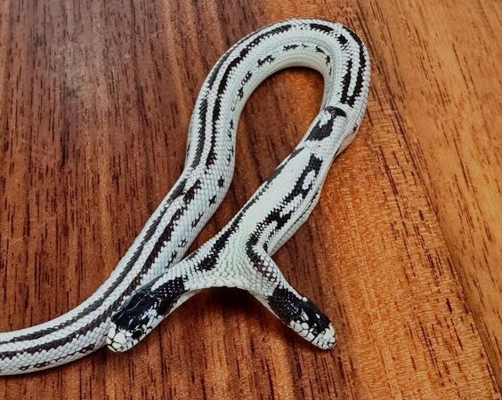 ▲美國寵物店孵出「黑白雙頭蛇」　機率10萬分之一堪稱奇蹟。（圖／翻攝自Instagram／@theeastbayvivarium）