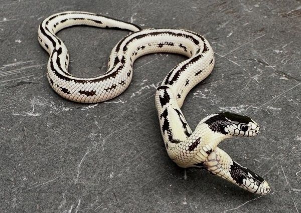 ▲美國寵物店孵出「黑白雙頭蛇」　機率10萬分之一堪稱奇蹟。（圖／翻攝自Instagram／@theeastbayvivarium）