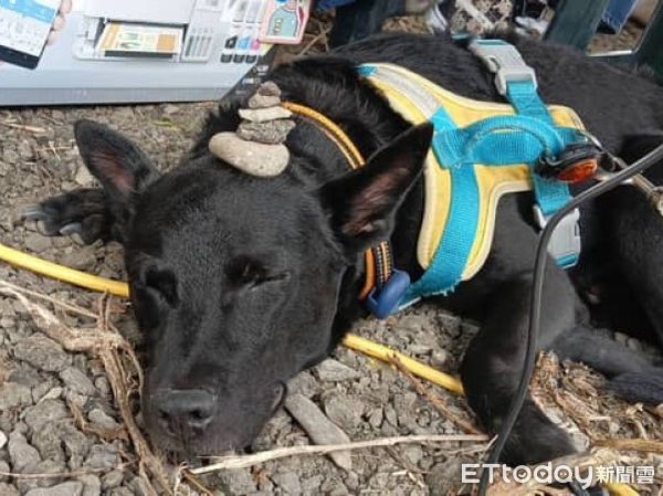 ▲歐告偷吃不擦嘴表情超心虛　鼻頭黏飯粒「帶便當」舔不到（圖／網友@pyt_typ3.0提供，請勿隨意翻拍，以免侵權。）