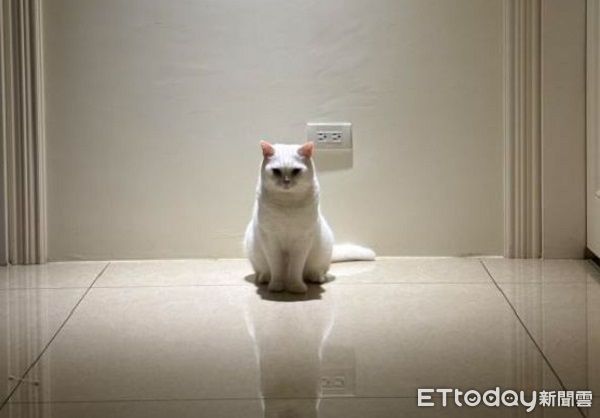 ▲鏟屎官太晚回家　開門見「毛茸大Boss」堵路滿臉殺氣。（圖／Threads@zhangkaiwen提供，請勿隨意翻拍，以免侵權。）