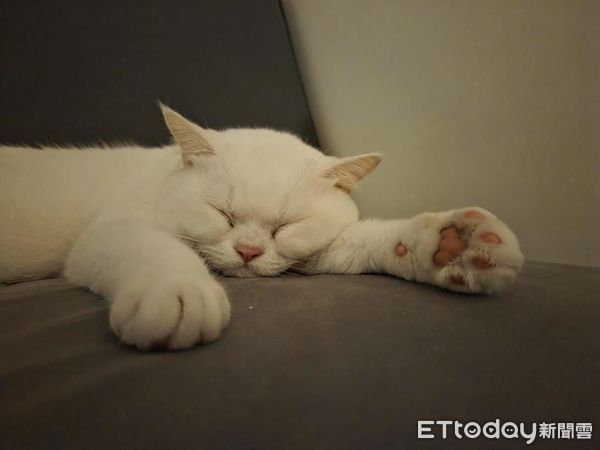 ▲鏟屎官太晚回家　開門見「毛茸大Boss」堵路滿臉殺氣。（圖／Threads@zhangkaiwen提供，請勿隨意翻拍，以免侵權。）