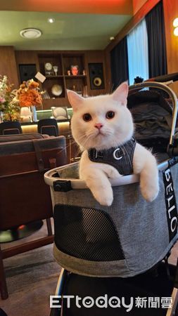 ▲鏟屎官太晚回家　開門見「毛茸大Boss」堵路滿臉殺氣。（圖／Threads@zhangkaiwen提供，請勿隨意翻拍，以免侵權。）