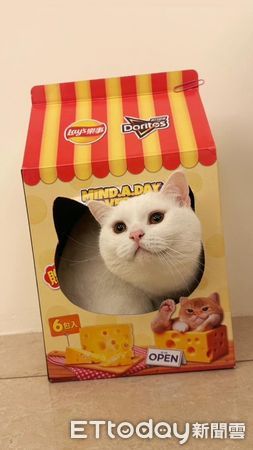 ▲鏟屎官太晚回家　開門見「毛茸大Boss」堵路滿臉殺氣。（圖／Threads@zhangkaiwen提供，請勿隨意翻拍，以免侵權。）