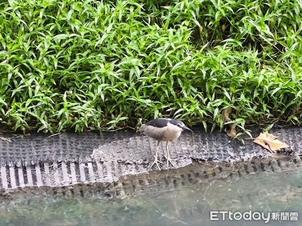 新店企鵝。（圖／新北市動保處提供）