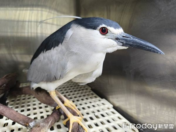 新店企鵝。（圖／新北市動保處提供）